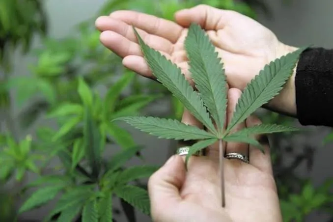 Anvisa autoriza Embrapa a pesquisar cultivo de cannabis para fins medicinais e industriais