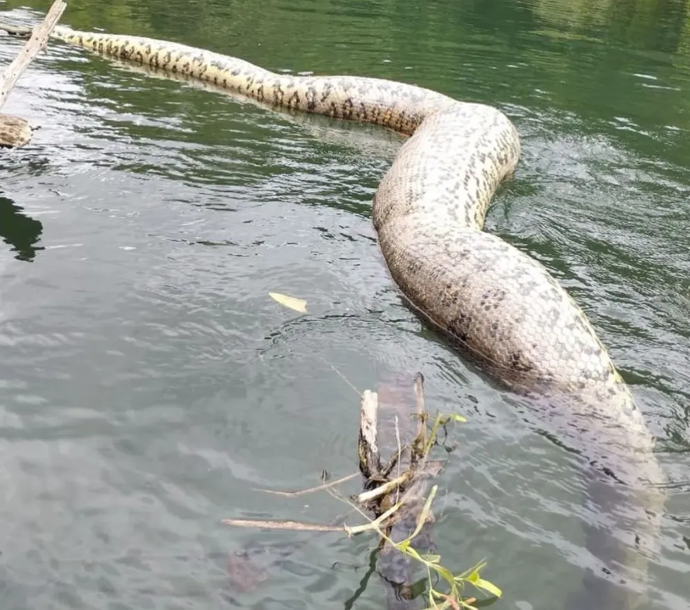 Sucuris de Bonito continuam impressionando em 2026
