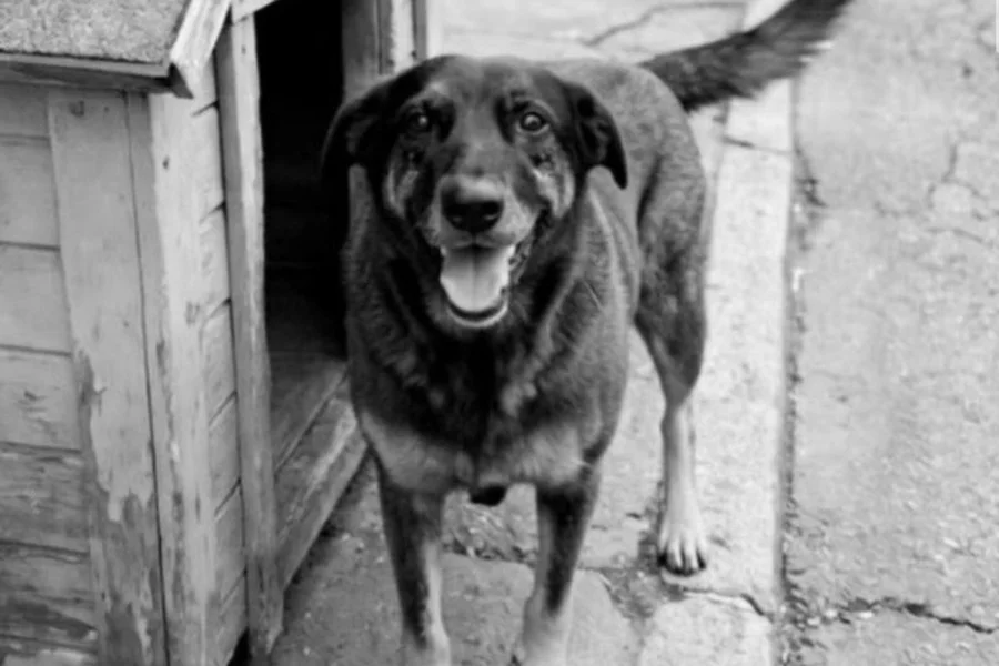 Polícia dá detalhes e explica como desvendou morte do cão Orelha. Vídeo