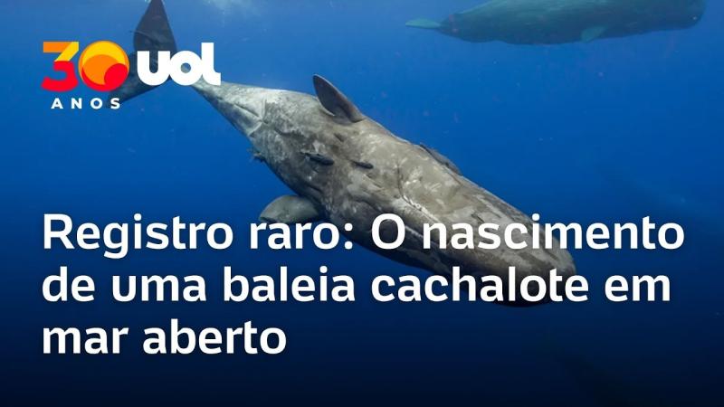 Registro raro: O nascimento de uma baleia cachalote em mar aberto; veja