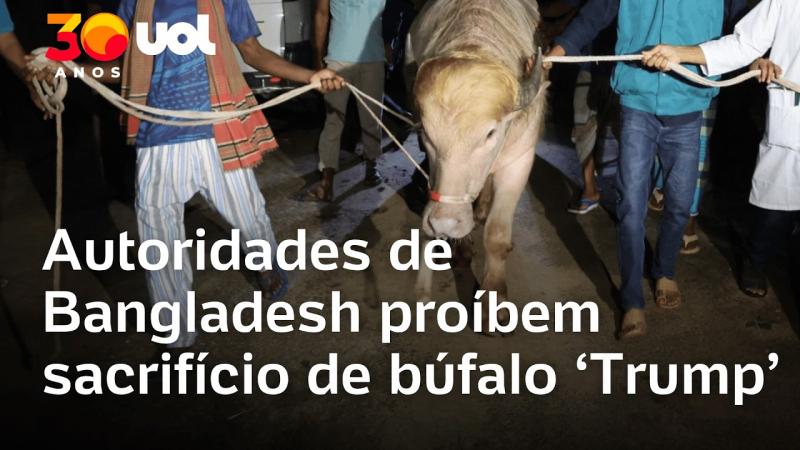 'Búfalo Trump’ não será mais sacrificado em celebração islâmica em Bangladesh; veja