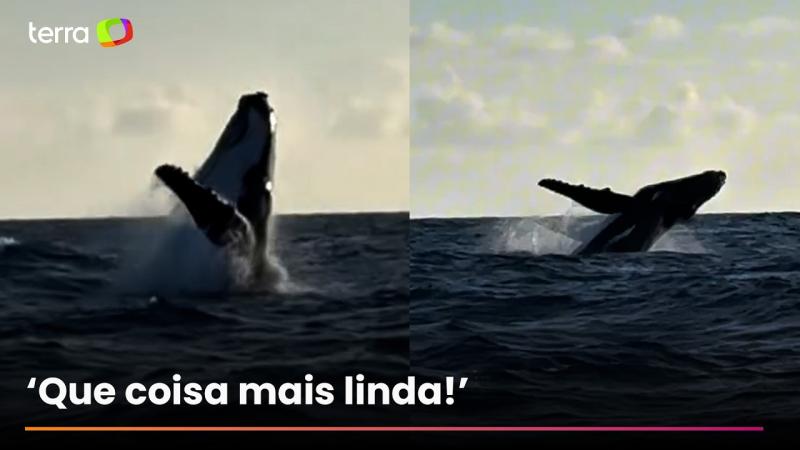 Veja baleia-jubarte fazendo acrobacias no mar de Maracaípe, em Pernambuco