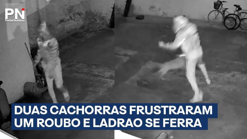 Ladrão se dá mal ao tentar roubar casa com cachorros; animais reagiram a invasão