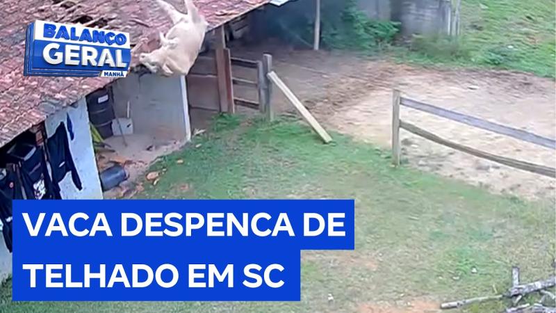 Vaca perde o equilíbrio e despenca de telhado em Santa Catarina; veja