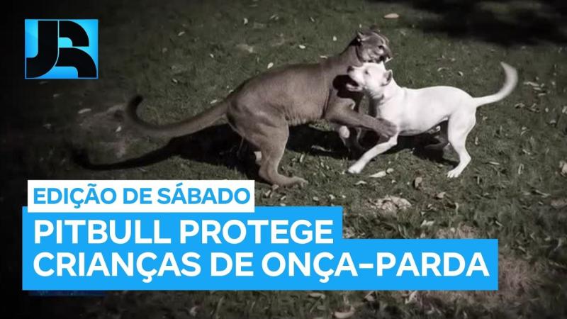 SP: onça-parda invade casa e luta com pitbull na Serra da Cantareira