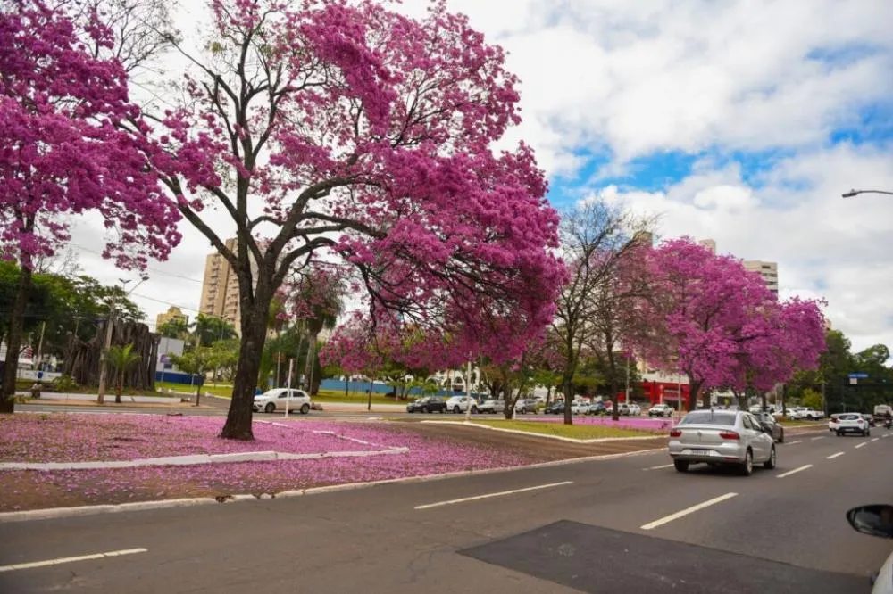  Campo Grande - MS